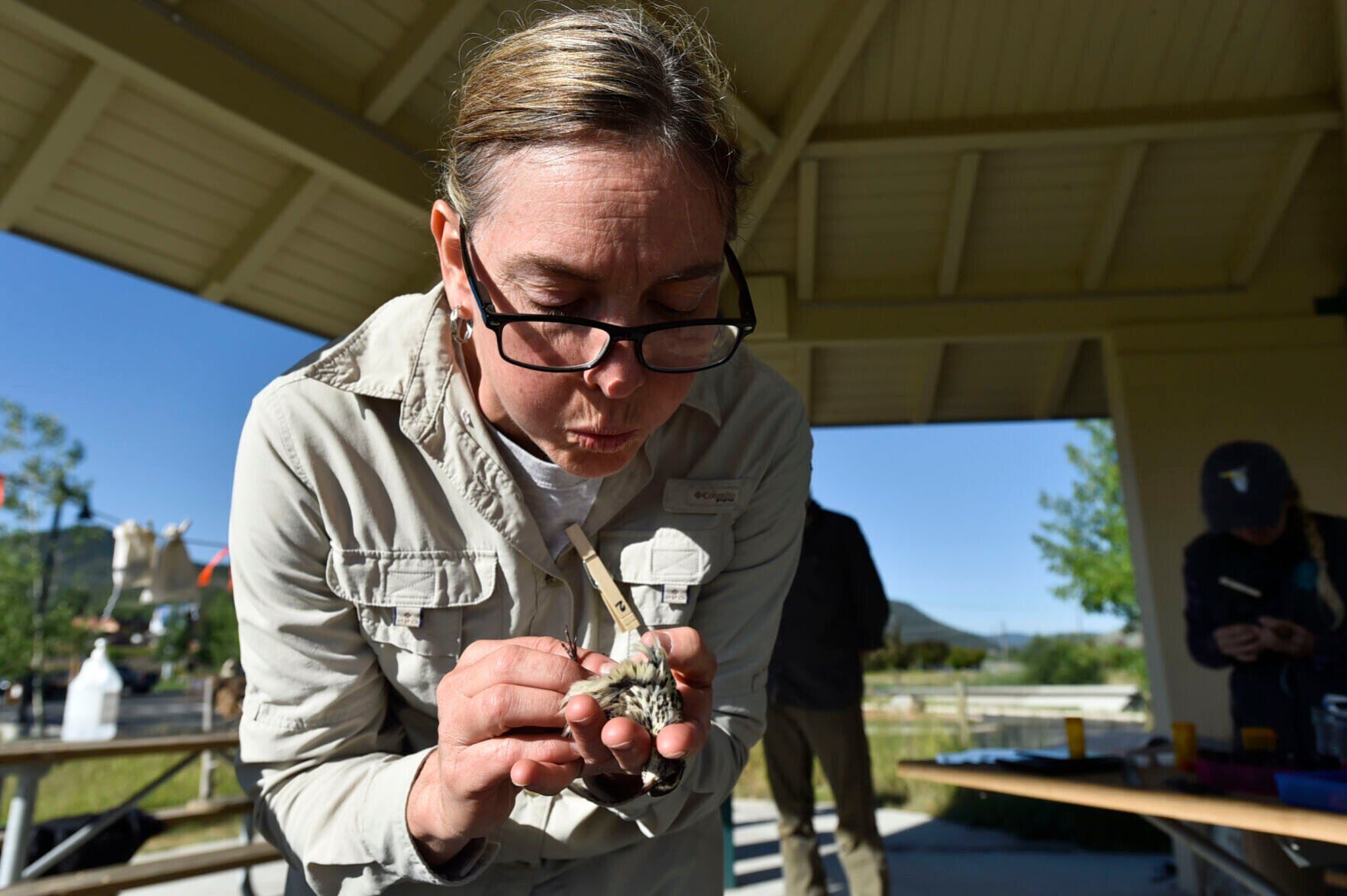 MAPS Bird Banding at Spring Meadow